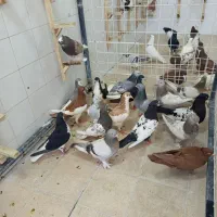کفتر همش ماده هست