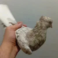 کبوتر نر دم سفید درجه یک
