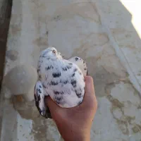 کبوتر ۳تا معاوضه فقط با عروس هلندی