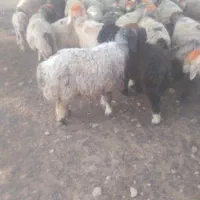 ۴تابره