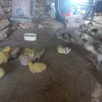 جوجه غاز پنج روزه