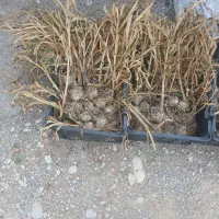 سیر محلی درجه یک