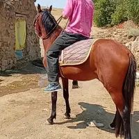 اسب