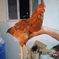 خروس ۵ ماهه گلپایگان