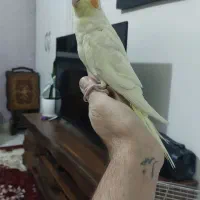 عروس هلندی
