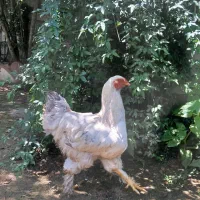 خروس برهما۱۸۰۰ مرغ تخم گذار ۸۰۰