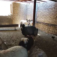 کوهه قوچ بذری بره هست هنوز دندون عوض نکرده