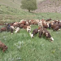 پنجاه راس برنر درجه یک علف خورده