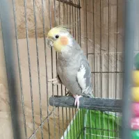 عروس هلندی نر ماده