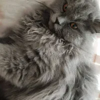 گربه پرشین نر ۲ ساله