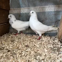 ۷ جفت کبوترساعتی