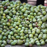 گردو تازه