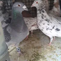 دورگ طوقی صرب