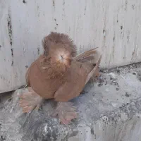 کبوتر زینتی