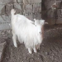 بز لری با بیگ نر