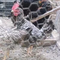 خروس 4 ماهه