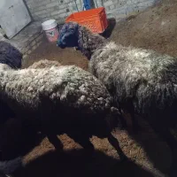 گوسفند زنده جهت داشتی