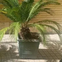 سیکاس چند ساله