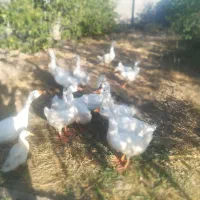 فروش غاز گردن ماری زینتی و گوشتی