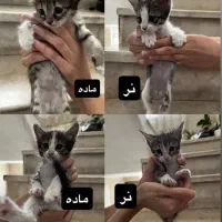 واگذاری رایگان بچه گربه