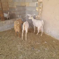 بزشیری ساناوالپاین