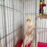 عروس هلندی نر