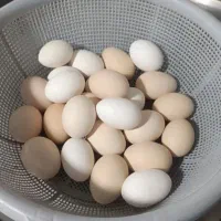 تخم مرغ محلی