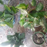 گل های سالم