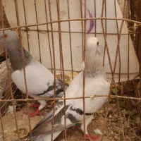 کبوتر فروشی