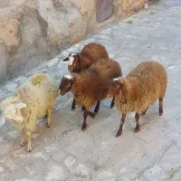چهار عدد گوسفند پروار گوشتی نر ۹ ماهه