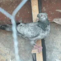 کلاغ صید