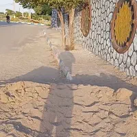 خانه-باغچه