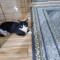 نیاز به سرپرست برای واگذاری بچه گربه