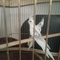 ﻋﺮﻭﺱ ﺁﻟﺒﻴﻨﻮ|پرنده|میاندوآب, |دیوار