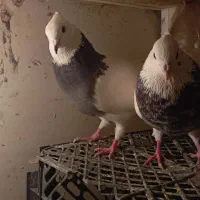 کبوتر طوقی هفت رنگ