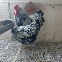 مرغ خروس ویاندوت سیلور