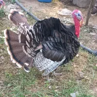 بوقلمون نر . اردک نر
