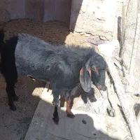 چبش پاکستانی