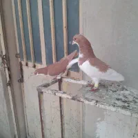کفتر