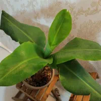 درخت موز طبیعی نژاد کاوندیش کوتوله