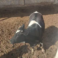 گوساله ماده چاق|حیوانات مزرعه|کاشان, دشت لتحر|دیوار