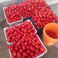 رب خانگی درجه یک خوشمزه وبا کیفیت