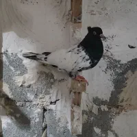 کبوتر