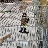 سهره مست دهن زنگی بدون پرخراب
