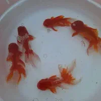 ماهی قرمز مولد و طعمه اردک ماهی طعمه قزل