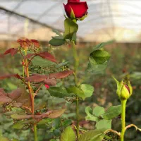 استخدام نیروی کار