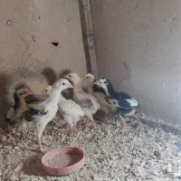 جوجه لاری اوشامو