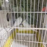 عروس هلندی جفت