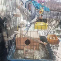 عروس هلندی نرو ماده جفت به همراه چهار تخم