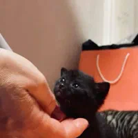 گربه اسکاتیش مشکی